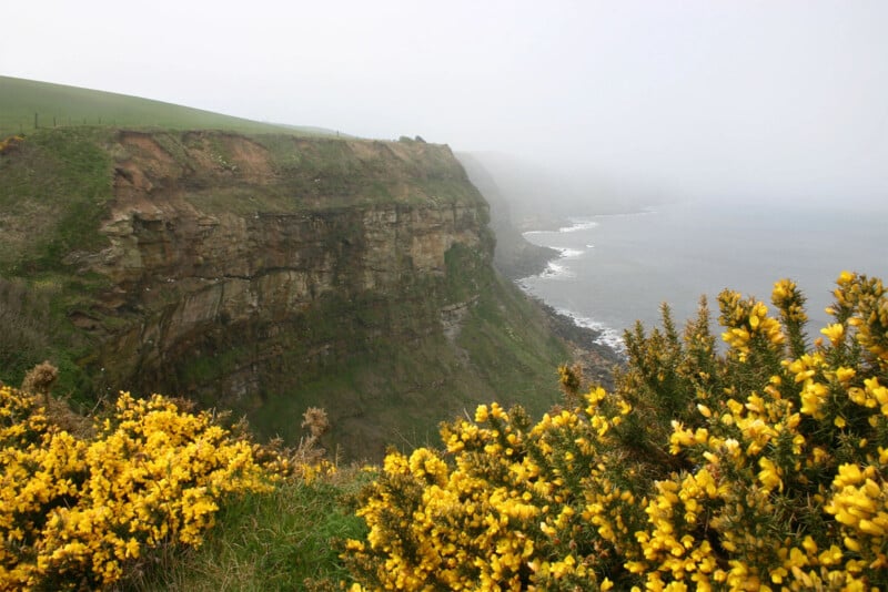 A coastal cliff covered in yellow wildflowers overlooks the misty shore.  The rocky cliff descends sharply towards the sea, while the hazy horizon blends the gray sky with the calm waters below.  Green grass overhangs the edge of the cliff, creating a peaceful, natural landscape.